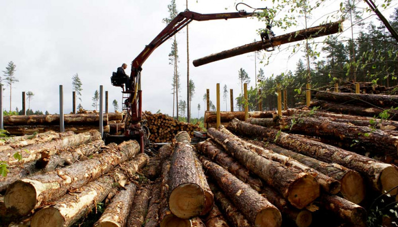 В Карелии планируют построить завод лесозаготовительной техники